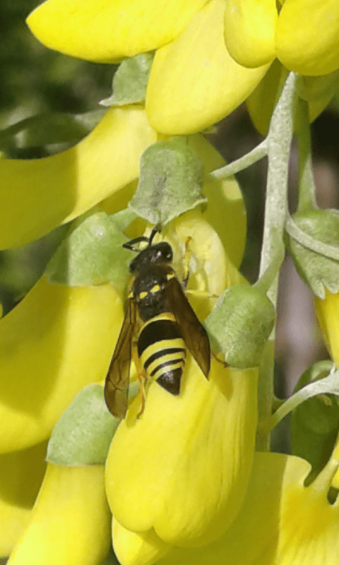 Ancistrocerus sp. o altro genere?